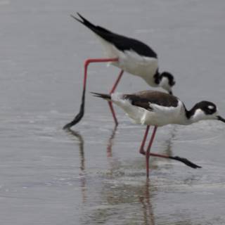 Ballet of the Black-necked Stilts