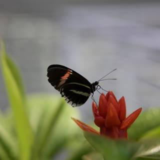 Monochrome Wings on a Scarlet Blossom