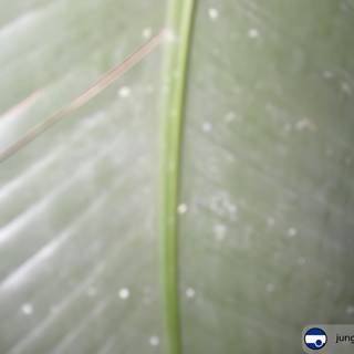 A Closer Look at a Leaf with a Green Stem