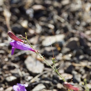 Delicate Purple Penstemon Blooms on Rocky Hillside
