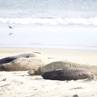 Elephant Seals Resting on Drakes Beach Shore