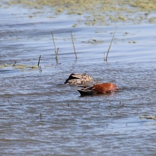 Cinnamon Teal Pair Foraging in Shallow Wetlands