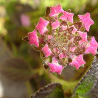 Pink Snapdragon in Full Bloom