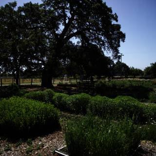 The Majestic Oak: A Symbol of Regenerative Agriculture