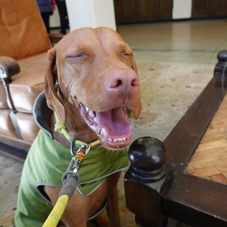Happy Dog in Green Vest Smiling Indoors
