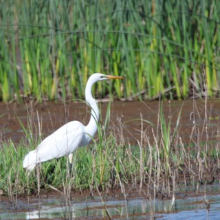 Great Egret Wading in Yolo Bypass Wetlands