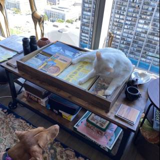 Furry Friends on the Coffee Table