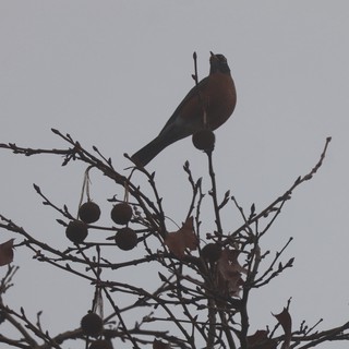 American Robin Singing at Dusk in Winter Tree