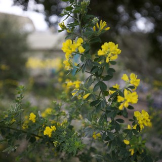 Bright Yellow Crown Vetch Flowers in Garden Setting