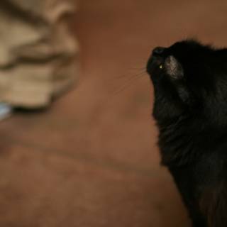 The Curious Black Cat