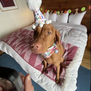Birthday Bark on the Bed