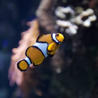 Colorful Clownfish in Their Element