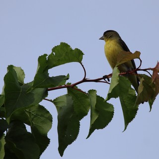 Lesser Goldfinch Perched on Spring Branch at Dusk
