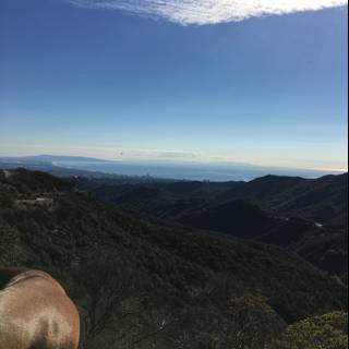 Majestic Horse overlooking the Valley