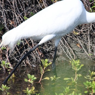 Snowy Egret Hunting in Wetland Shallows