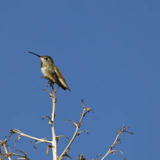 Serene Moments: Hummingbird at Rest