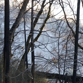Waterfall Through Bare Winter Branches at Yosemite