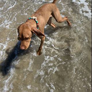 Splashing around in Huntington Dog Beach
