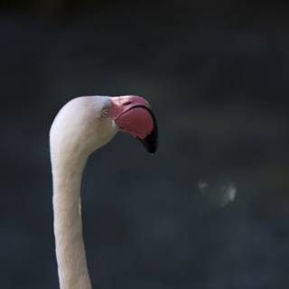 Majestic Flamingo Beauty