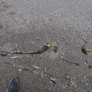 Kelp and Debris Washed Ashore on Sandy Beach