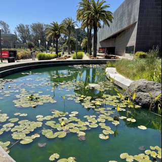 Serenity at the de Young Museum