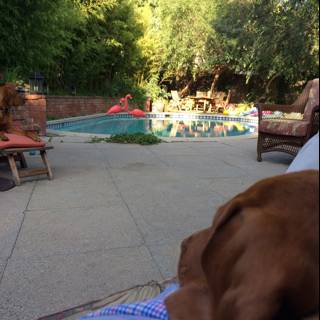 Summer Relaxation with Man's Best Friend