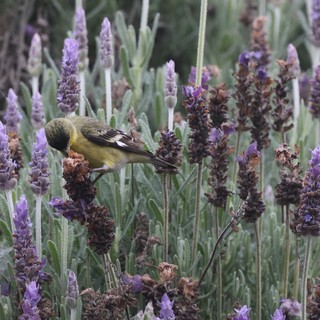 Lesser Goldfinch Perched Among Dried Lavender Stalks