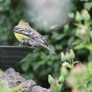 Yellow Wagtail Perched on Garden Birdbath Rim