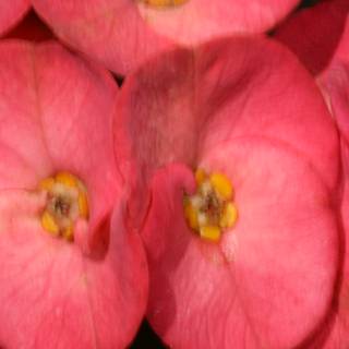 Pink Flowers with Yellow Centers
