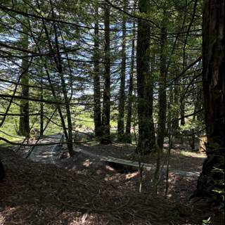 Serenity in the Forest