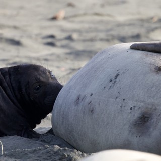 Newborn Elephant Seal Pup with Mother at Beach