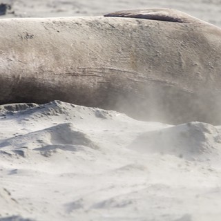 Elephant Seal Resting on Sandy Beach at Drakes Beach