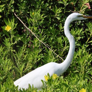 Great Egret Hunting in Lush Wetland Vegetation