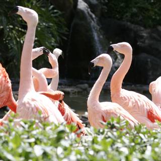 Flamingo Flock at the Waterfall