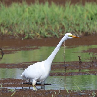 Great Egret Wading in Shallow Wetland Waters