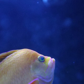 Pale Tang Fish in Deep Blue Aquarium Waters