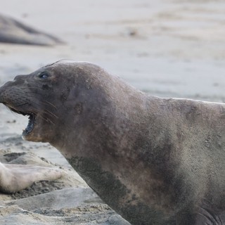 Elephant Seal Vocalizing at Drakes Beach Colony