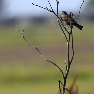 Solitary Bird Perched on Bare Branch at Wetlands