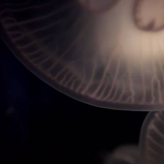Otherworldly Jellyfish