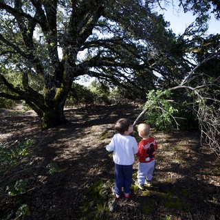 state-park-forest-trail