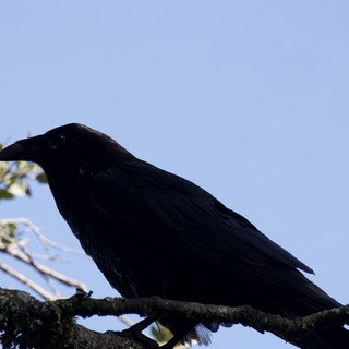 Raven Perched Majestically Against Clear Blue Sky