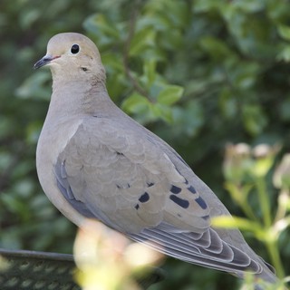 Mourning Dove Perched on Wire in Natural Setting