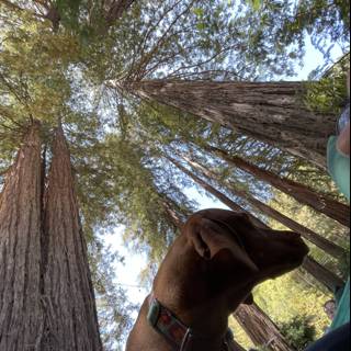 In Awe of the Redwood Tree