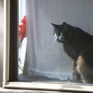 Inquisitive Manx Cat at the Window
