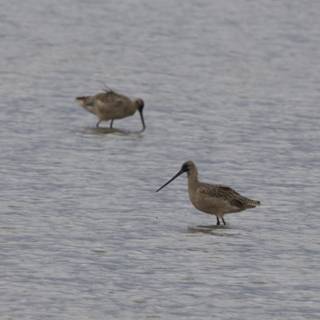 Tranquil Waders