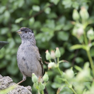 Dunnock Perched on Weathered Garden Ornament