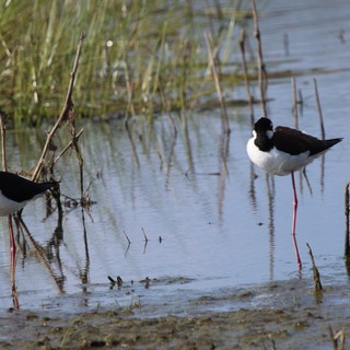 Black-necked Stilts Wading in Shallow Wetland Waters