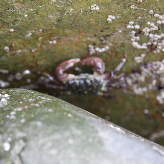 Shore Crab Hiding Between Barnacle-Covered Tidal Rocks