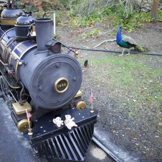 Unexpected Encounter: Peacock Meets Locomotive