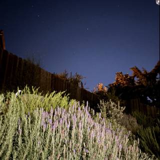 Serenity Under the Stars
